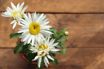 White daisy flowers in the pot on a wood table at home. Top view of large garden chamomile on wooden background