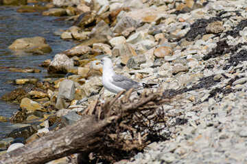 The nimble and fast black sea gull catches fish in the black sea, diving into the water from a height and takes out its prey with its beak to feast on