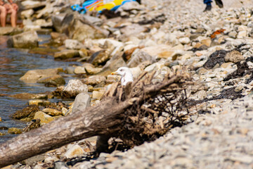 The nimble and fast black sea gull catches fish in the black sea, diving into the water from a height and takes out its prey with its beak to feast on