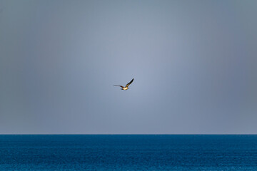 The nimble and fast black sea gull catches fish in the black sea, diving into the water from a height and takes out its prey with its beak to feast on