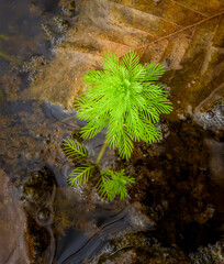 Myriophyllum aquaticum - commonly called Parrot's Feather is an invasive species here in NC. Still it produces large rafts of exotic and feathery looking greenery in swampy wetlands.