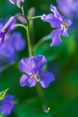 紫色の花びら（ムラサキハナナ）
