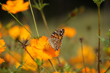 ツマグロヒョウモン
