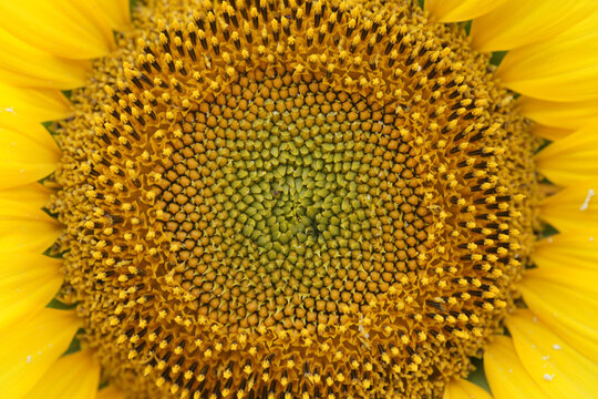 A photo of a perfect sunflower