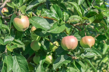 apples on a tree