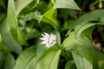 wild garlic growing in the spring sunshine