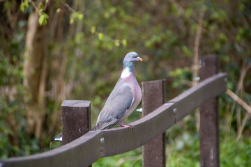 wood pigeon perched on a fence in the spring sunshine