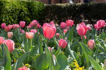 Beautiful pink tulips mark the start of Spring in Colonial Williamsburg, VA.