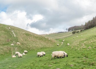 Fototapeta premium sheep grazing on the hillside