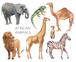 Watercolor safari animals illustration. Hand drawn set of animals isolated on white background. African fauna: lion, elephant, camel, giraffe, zebra, iguana - obrazy, fototapety, plakaty