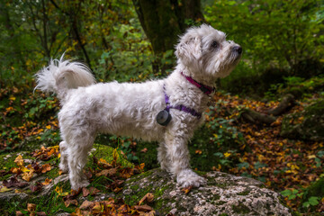 Cute small Maltese dog in colorful forest. Adorable purebred dog in nature wearing thick electronic device. Low angle