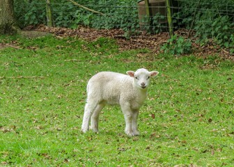 Obraz premium cute lamb on a spring day