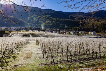 spring antifreeze treatment in the apple orchards of  Stazzona in Valtellina, Italy