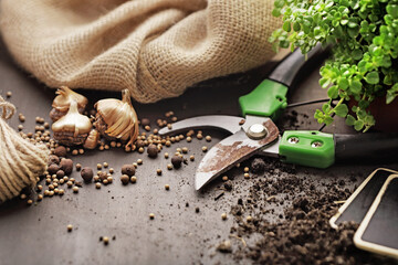 planting tools. Garden tools with seedlings. spring in the garden