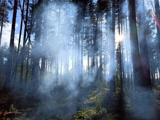 Obraz premium misty forest in the morning