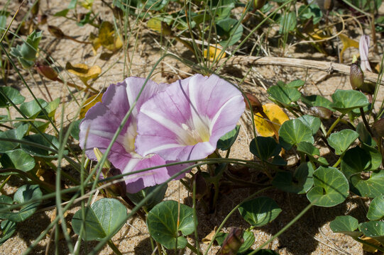 Fleurs de liseron