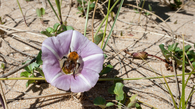Abeille butinant une fleur de liseron