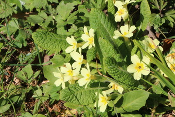 Wilde Primeln in einem naturnahen Garten, Frühjahrsblüher, gelbe Primeln