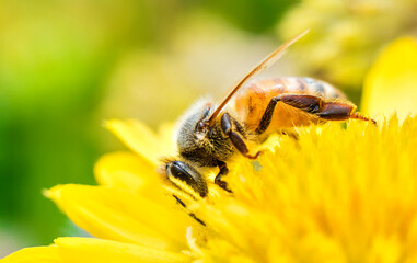 Spring daisy flower and honeybee collecting pollen