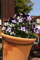 pansies flower in clay pot