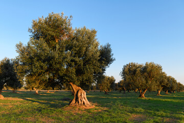 Beautiful olive trees background from Salento, Puglia. Mediterranean olive field with old olive...