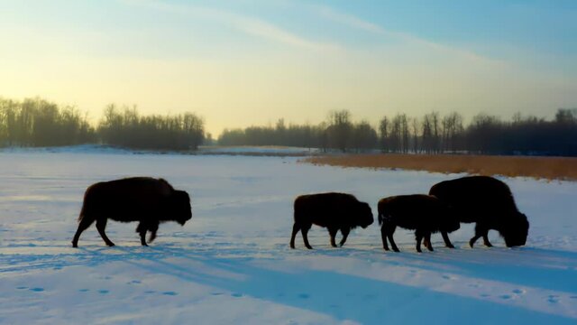 closeup of buffalo herd with offspring baby bison begin their trek to join their pack as the babies were getting their morning teet of milk from their mother during an early sunrise winter melt down