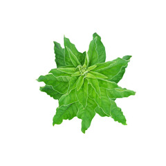 crown of a bright green plant in the shape of an asterisk on a white background