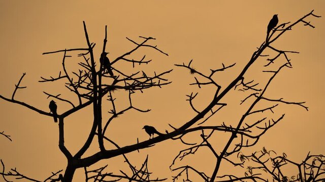 Oropendola or Conoto bird on a tree branch with a beautiful sunset at the background.