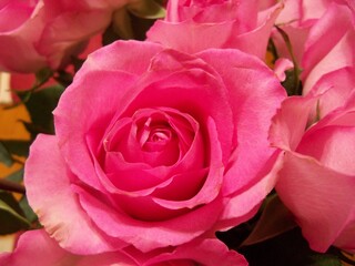 Full blooming pink rose