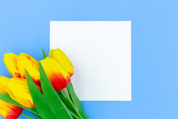 Top view Tulips yellow and orange color with white square paper isolated on blue background with copy space 