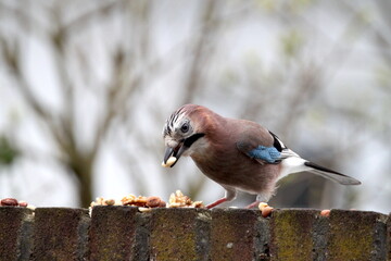 Smart bird. Eurasian jay. Garrulus glandarius. Nuts. Nature.