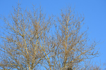 Blue spring sky and tree. Spring park, blue sky