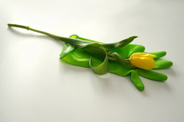 Green rubber glove and yellow tulip