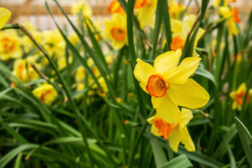 A lot of yellow daffodils at the exhibition of spring flowers in the greenhouse of the botanical garden