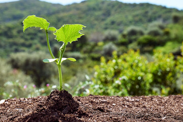 Cucumber seedling grows from a ploughed land in the garden. Baby plants seeding. Planting in the spring. Horticulture and coltivation concept.