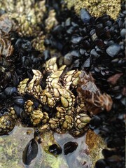 sea moss