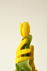 Woman's hands wearing yellow and green rubber gloves hold a yellow tulip.