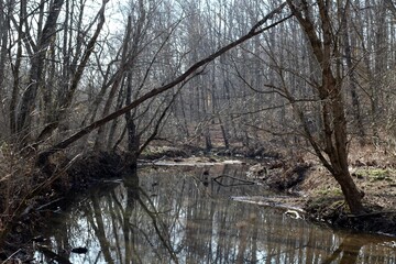 The flowing creek in the forest.