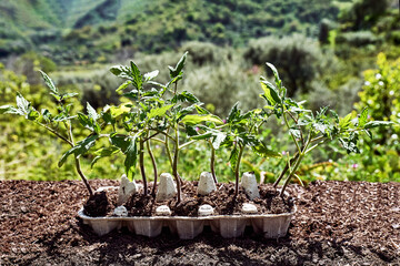Seedlings of tomato in reused egg box in the garden. Baby plants seeding. Planting in the spring. Horticulture and coltivation, spring gardening.