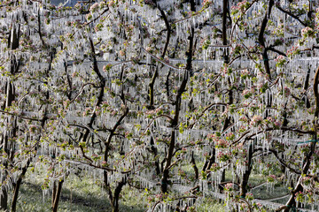 spring antifreeze treatment in the apple orchards of Valtellina, Italy