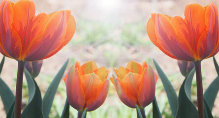 Orange tulips in a bright glow on a spring morning.