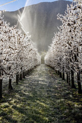 spring antifreeze treatment in the apple orchards of Valtellina, Italy