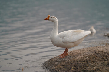 Goose or duck on the lake