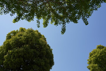 zenith view 3