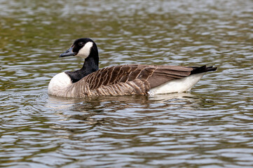 Canada Goose, branta canadensis