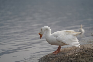 goose on the beach