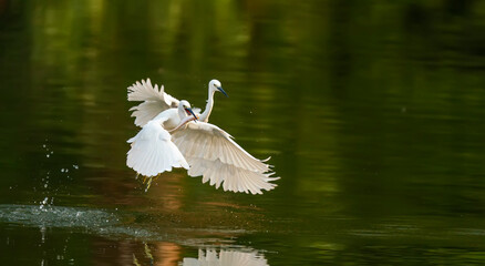 Snowy Egret Wading in shallow edge of lake looking for fish