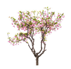 Naklejka premium crabapple flowers isolated on white background, Latin name Malus halliana Koehne