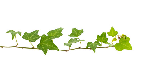 green ivy isolated on a white background.