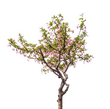 crabapple flowers isolated on white background, Latin name Malus halliana Koehne